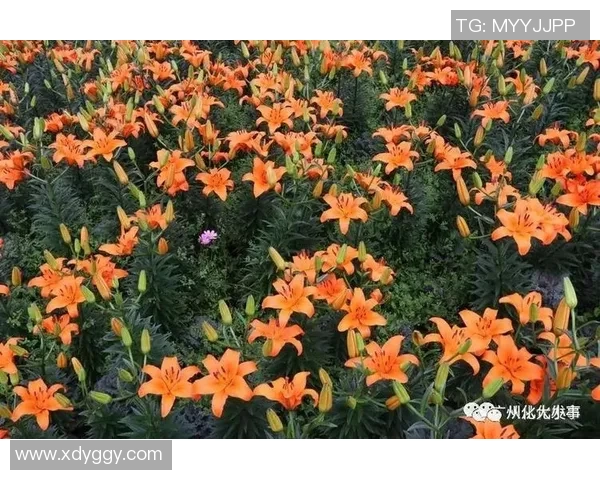 柘木足球比赛精彩视频直播全程回放与精彩瞬间分享 柘木足球比赛精彩视频直播全程回放与精彩瞬间分享